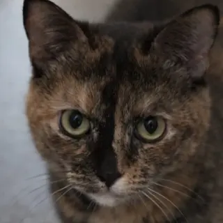 Lina