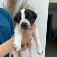 Adopta a Yuna
