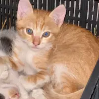 Adopta a Gatito Mestizo