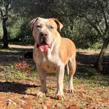 Adopta a Zeus