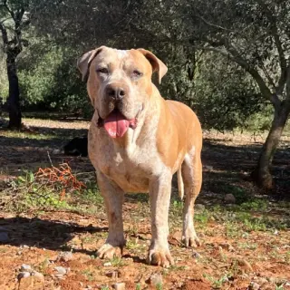 Zeus