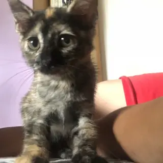 Rubi