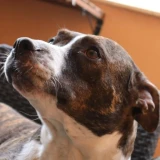 Adopta a Freyja