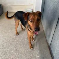 Adopta a Beltrán