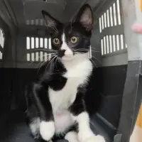 Adopta a Caracol