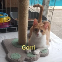 Adopta a Gorri