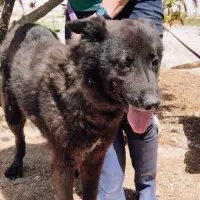 Adopta a Blacky