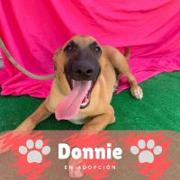 Adopta a Donnie