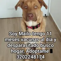 Adopta a Mailo