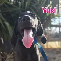 Adopta a Yuki