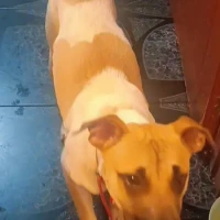 Adopta a Alpha