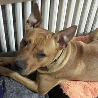 Adopta a Toffee/lola