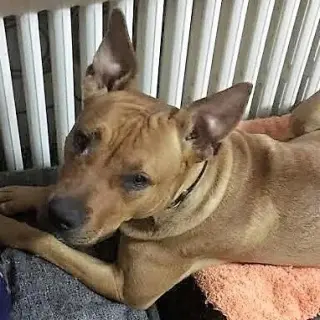 Toffee/lola