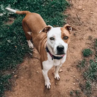 Indie