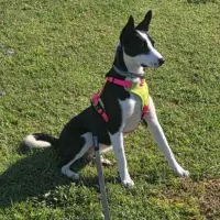 Adopta a Tequila
