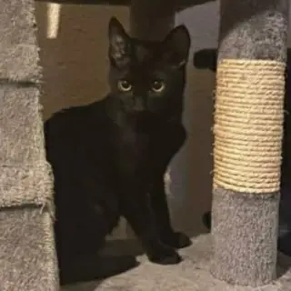 Gigi