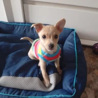 Adopta a Niña, Cachorra En Adopción, Tlf 645978718