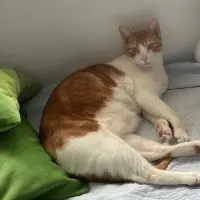 Adopta a Luigi