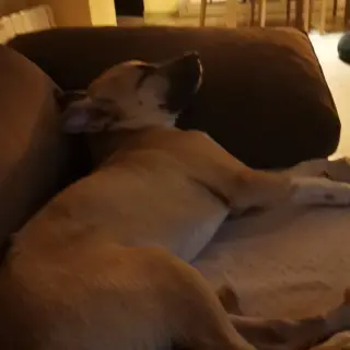 Klaus