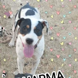 Adopta a Dharma