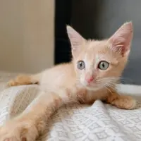 Adopta a Rayo
