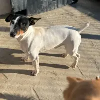 Adopta a Pancho Perrito  Pequeño Tlf 645978718