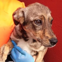 Adopta a Egeo