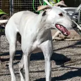 Adopta a Tiger