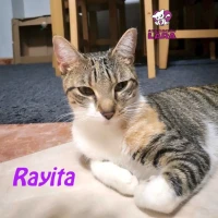 Adopta a Rayita