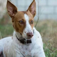 Adopta a Rufus