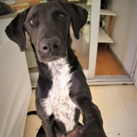 Adopta a Bimba