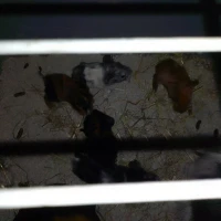 Adopta a Cobayas