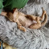 Adopta a Noria