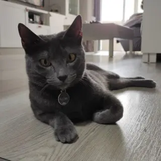 Yuumi