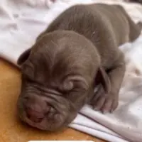 Adopta a No Tiene Nombre Aún