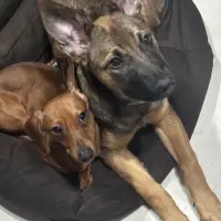 Adopta a Fiona