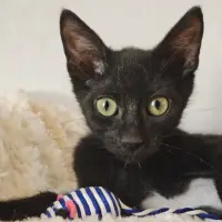 Adopta a Vampi