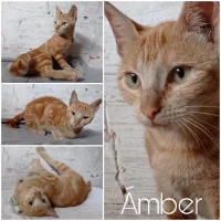 Adopta a Ámber