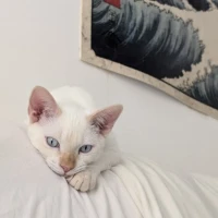 Adopta a Mozzarella