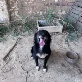 Adopta a Taco