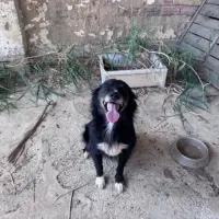 Adopta a Taco