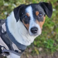 Adopta a Polita