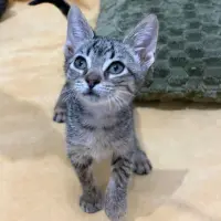 Adopta a Foto