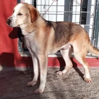 Adopta a Levis
