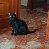 Adopta a Zick