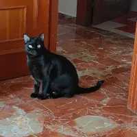 Adopta a Zick