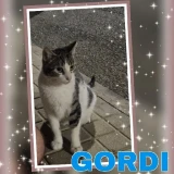 Adopta a Gordi