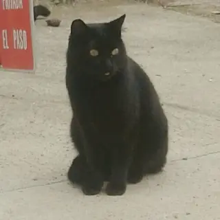 Negri