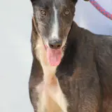 Adopta a Versace