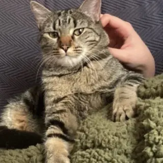 Pepper